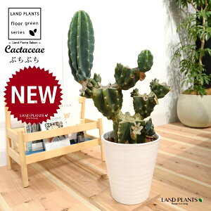 T{e iSʊpFԂԂj 8 F ZA[g 1 LJN nVT{e Cereus repandus Peruvian apple