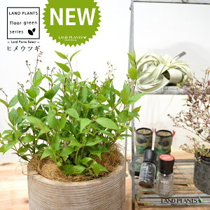 qEcMiPK؁j fUC̗ǂ eRb^ 1 yRRt@Co[z Deutzia gracilis 4