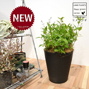 qEcMiPK؁j 8 F ZA[g 1 yRRt@Co[EMz Deutzia gracilis 4