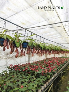 yP[X̔F4zlyeXiA[^j 5 ݂蔫 4 HA nGgOT E H Nepenthes