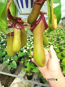 yP[X̔F3zlyeXixgR[Tj 5 ݂蔫 3 HA nGgOT E H Nepenthes