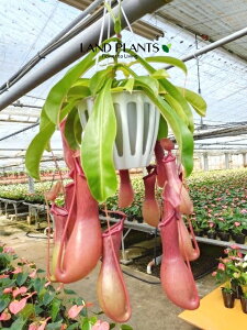 lyeXiA[^j 5 ݂蔫 1 HA nGgOT E H Nepenthes