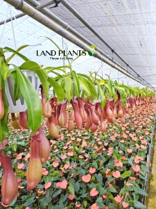 yP[X̔F4zlyeXiA[^j 5 ݂蔫 4 HA nGgOT E H Nepenthes