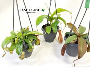 yP[X̔F8z lyeXiTMlAj 5 ݂蔫 8 HA nGgOT E H Nepenthes