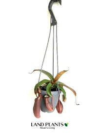 ネペンテス（サンギネア） 5号 吊り鉢 1鉢 食虫植物 ハエトリグサ 殺虫 食虫 Nepenthes