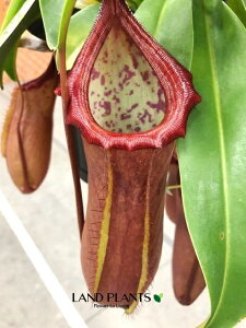 lyeXi_j 5 ݂蔫 1 HA nGgOT E H Nepenthes