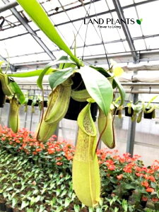 lyeXiC[Uj 5 ݂蔫 1 HA nGgOT E H Nepenthes