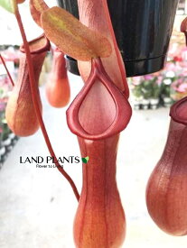 【ケース販売：3入】 ネペンテス（アラータ） 5号 吊り鉢 3鉢 食虫植物 ハエトリグサ 殺虫 食虫 Nepenthes
