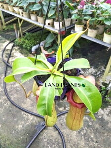 yP[X̔F4z lyeXixg×gJ[^Fzj 5 ݂蔫 4 HA nGgOT E H Nepenthes