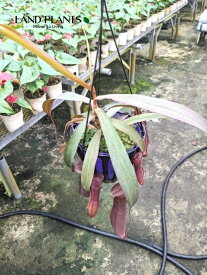 【ケース販売：4入】 ネペンテス（レベッカ） 5号 吊り鉢 4鉢 食虫植物 ハエトリグサ 殺虫 食虫 Nepenthes