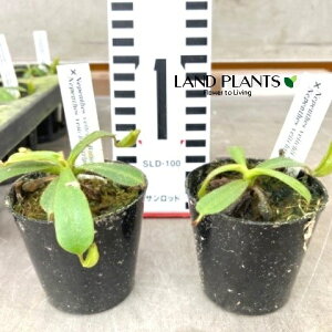 lyeXir[`Fzj 2.5 |bgc 1 HA nGgOT E H Nepenthes