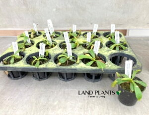 yP[X̔F15z lyeXir[`Fzj 2.5 |bgc 15 HA nGgOT E H Nepenthes