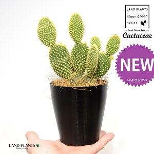 T{eES[foj[iGXqF񂦂ڂj 4 F vX`bN 1 yRRt@Co[z E`T{e F F oj[JN^X S[foj[ Opntia microdasys v.albispina