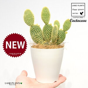 T{eES[foj[iGXqF񂦂ڂj 4 F vX`bN 1 yRRt@Co[z E`T{e F F oj[JN^X S[foj[ Opntia microdasys v.albispina