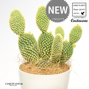 T{eES[foj[iGXqF񂦂ڂj 4 F vX`bN 1 yRRt@Co[z E`T{e F F oj[JN^X S[foj[ Opntia microdasys v.albispina