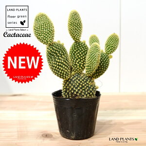 T{eES[foj[iGXqF񂦂ڂj 3 |bgc 1 yRRt@Co[z E`T{e F F oj[JN^X S[foj[ Opntia microdasys v.albispina