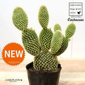 T{eES[foj[iGXqF񂦂ڂj 3 |bgc 1 yRRt@Co[z E`T{e F F oj[JN^X S[foj[ Opntia microdasys v.albispina