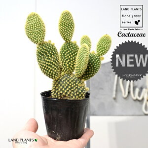 T{eES[foj[iGXqF񂦂ڂj 3 |bgc 1 yRRt@Co[z E`T{e F F oj[JN^X S[foj[ Opntia microdasys v.albispina