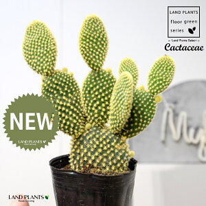 T{eES[foj[iGXqF񂦂ڂj 3 |bgc 1 yRRt@Co[z E`T{e F F oj[JN^X S[foj[ Opntia microdasys v.albispina