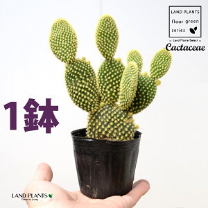 T{eES[foj[iGXqF񂦂ڂj1 3 |bgc E`T{e F F oj[JN^X S[foj[ Opntia microdasys v.albispina