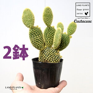 T{eES[foj[iGXqF񂦂ڂj2 3 |bgc E`T{e F F oj[JN^X S[foj[ Opntia microdasys v.albispina