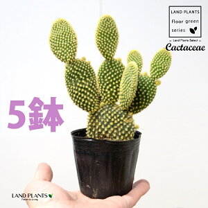 T{eES[foj[iGXqF񂦂ڂj5 3 |bgc E`T{e F F oj[JN^X S[foj[ Opntia microdasys v.albispina