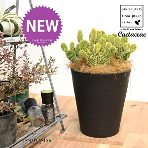 T{eES[foj[iGXqF񂦂ڂj 8 F ZA[g 1 yRRt@Co[EMz E`T{e F F oj[JN^X S[foj[ Opntia microdasys v.albi