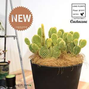 T{eES[foj[iGXqF񂦂ڂj 8 F ZA[g 1 yRRt@Co[EMz E`T{e F F oj[JN^X S[foj[ Opntia microdasys v.albi