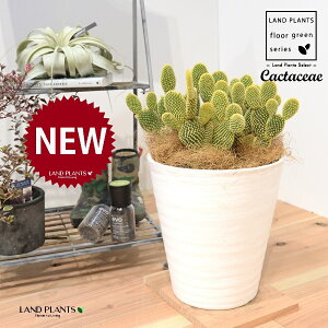 T{eES[foj[iGXqF񂦂ڂj 8 F ZA[g 1 yRRt@Co[EMz E`T{e F F oj[JN^X S[foj[ Opntia microdasys v.albi