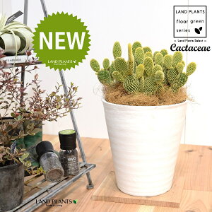 T{eES[foj[iGXqF񂦂ڂj 8 F ZA[g 1 yRRt@Co[EMz E`T{e F F oj[JN^X S[foj[ Opntia microdasys v.albi