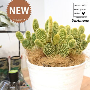 T{eES[foj[iGXqF񂦂ڂj 8 F ZA[g 1 yRRt@Co[EMz E`T{e F F oj[JN^X S[foj[ Opntia microdasys v.albi