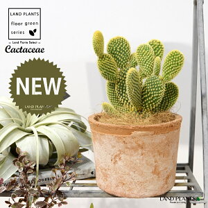 T{eES[foj[iGXqF񂦂ڂj F X|bg V_[^ 1 yRRt@Co[z E`T{e F F oj[JN^X S[foj[ Opntia microdasys v.al