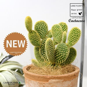 T{eES[foj[iGXqF񂦂ڂj F X|bg V_[^ 1 yRRt@Co[z E`T{e F F oj[JN^X S[foj[ Opntia microdasys v.al