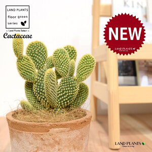 T{eES[foj[iGXqF񂦂ڂj F X|bg V_[^ 1 yRRt@Co[z E`T{e F F oj[JN^X S[foj[ Opntia microdasys v.al