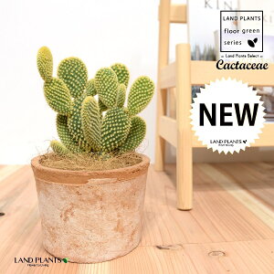 T{eES[foj[iGXqF񂦂ڂj F X|bg V_[^ 1 yRRt@Co[z E`T{e F F oj[JN^X S[foj[ Opntia microdasys v.al