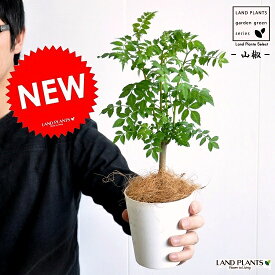 【お試し】 山椒（サンショウ） 4号 白色 プラスチック鉢 【ココファイバー】 サンショウ苗 山椒の木 サンショウの木 木の芽 キノメ ハジカミ 葉サンショウ 葉山椒 鉢 鉢植え 苗 苗木 香辛料 蝶々のエサ 蝶々 白 ホワイト プラ鉢 植物