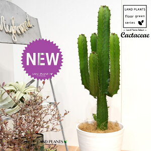 �T�{�e�� �i��_�t�F�_�C�E���J�N�j 8�� ���F �Z���A�[�g�� 1�� �y�R�R�t�@�C�o�[�E��M�z ���[�t�H���r�A ���[�z���r�A Euphorbia acrurensis Cactaceae