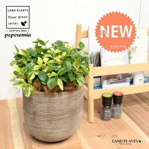 yy~AiOxj fUC̗ǂ eRb^ 1 yRRt@Co[z yy~AOx yy   Peperomia glabella 3