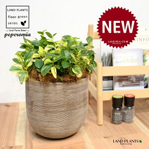 yy~AiOxj fUC̗ǂ eRb^ 1 yRRt@Co[z yy~AOx yy   Peperomia glabella 3