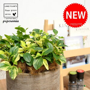 yy~AiOxj fUC̗ǂ eRb^ 1 yRRt@Co[z yy~AOx yy   Peperomia glabella 3