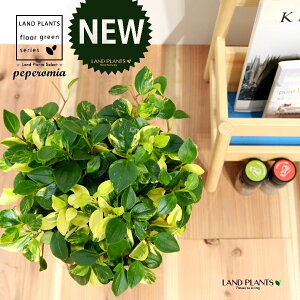 yy~AiOxj fUC̗ǂ eRb^ 1 yRRt@Co[z yy~AOx yy   Peperomia glabella 3