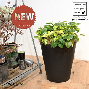 yy~AiOxj 8 F ZA[g 1 yRRt@Co[EMz yy~AOx yy   Peperomia glabella 3