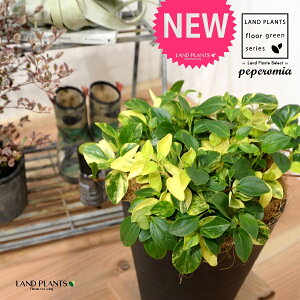 yy~AiOxj 8 F ZA[g 1 yRRt@Co[EMz yy~AOx yy   Peperomia glabella 3