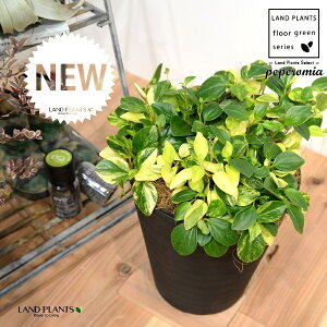 yy~AiOxj 8 F ZA[g 1 yRRt@Co[EMz yy~AOx yy   Peperomia glabella 3