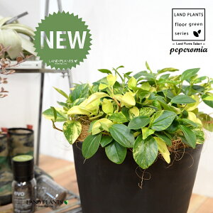 yy~AiOxj 8 F ZA[g 1 yRRt@Co[EMz yy~AOx yy   Peperomia glabella 3