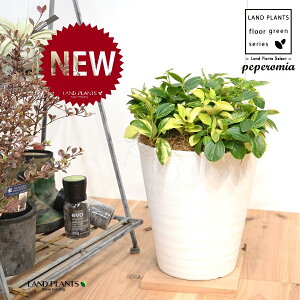 yy~AiOxj 8 F ZA[g 1 yRRt@Co[EMz yy~AOx yy   Peperomia glabella 3