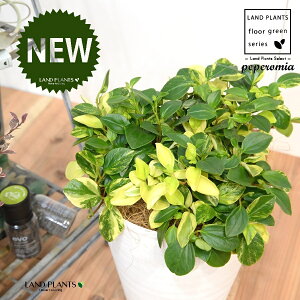 yy~AiOxj 8 F ZA[g 1 yRRt@Co[EMz yy~AOx yy   Peperomia glabella 3