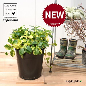 yy~AiOxj c 7 vX`bN |bgc 1 yy~AOx yy   Peperomia glabella 3