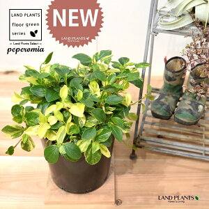 yy~AiOxj c 7 vX`bN |bgc 1 yy~AOx yy   Peperomia glabella 3