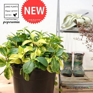 yy~AiOxj c 7 vX`bN |bgc 1 yy~AOx yy   Peperomia glabella 3